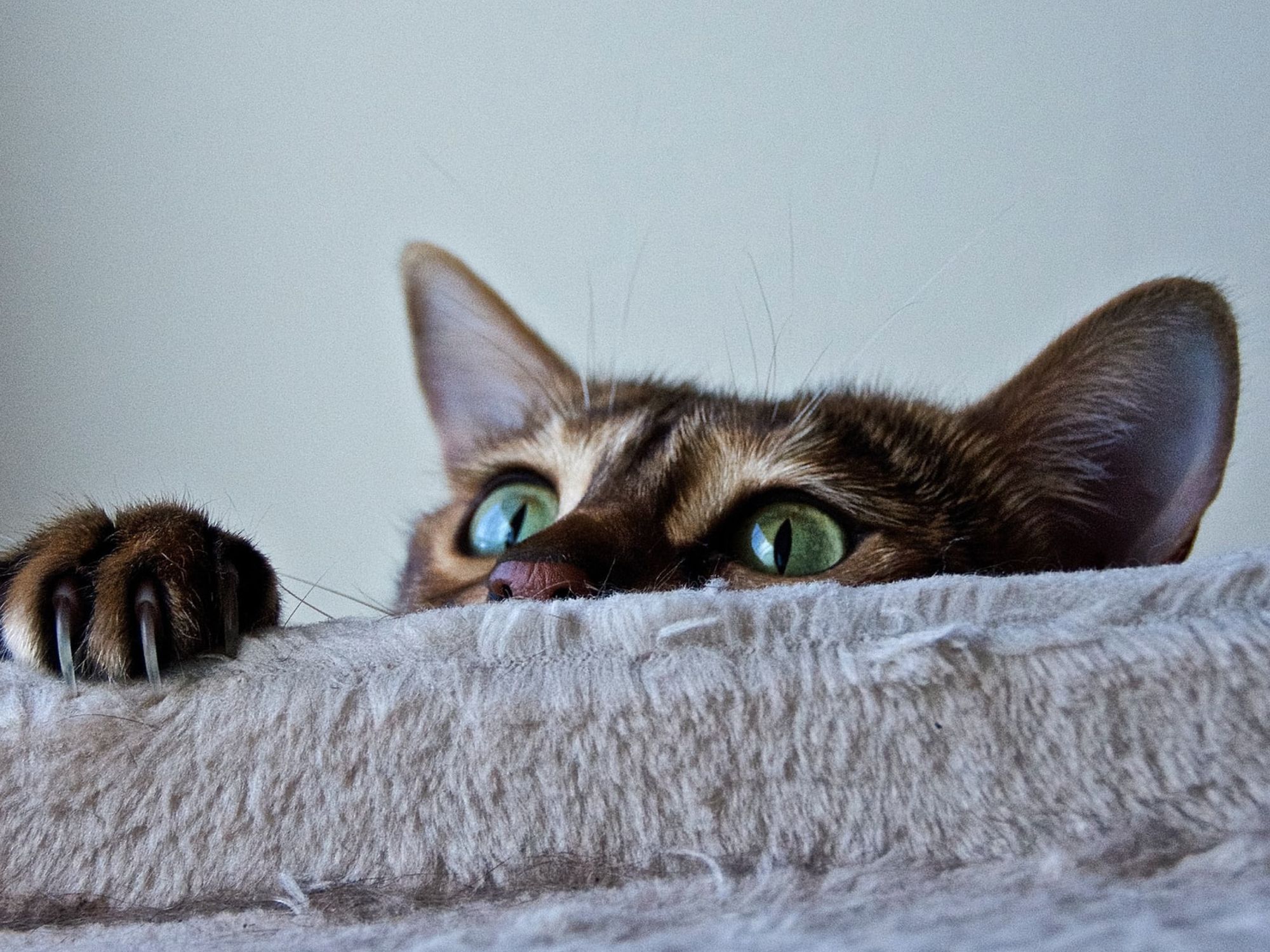 Tips for keeping your cat entertained at home